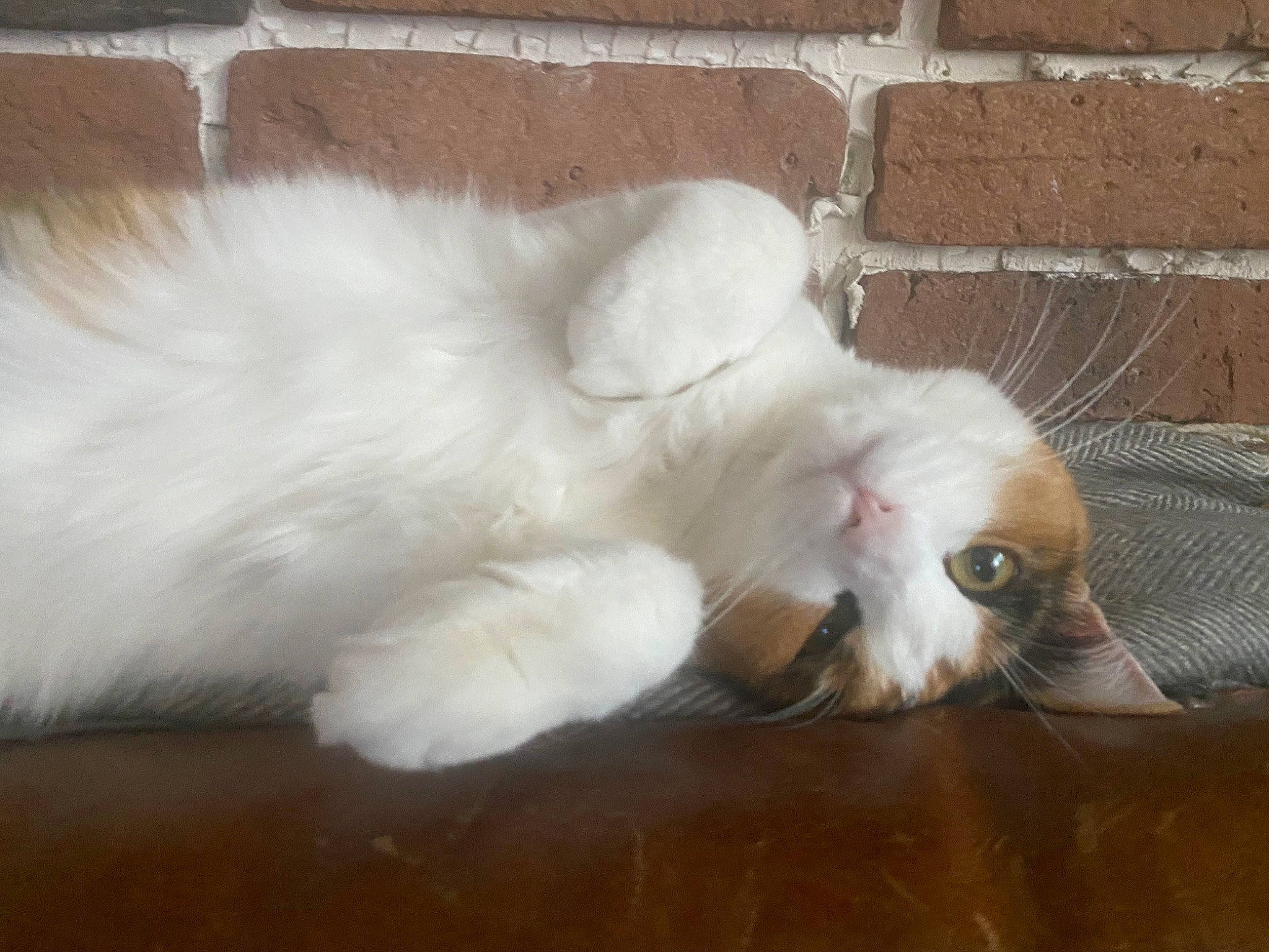 Rhea a rejoint le concours — aidez-le/la à gagner de superbes lots ! brick, canidae, carnivore, cat, claw, companion_dog, dog_breed, domestic_short_haired_cat, fawn, felidae, flooring, fur, hardwood, paw, small_to_medium_sized_cats, snout, sporting_group, tail, whiskers, wood