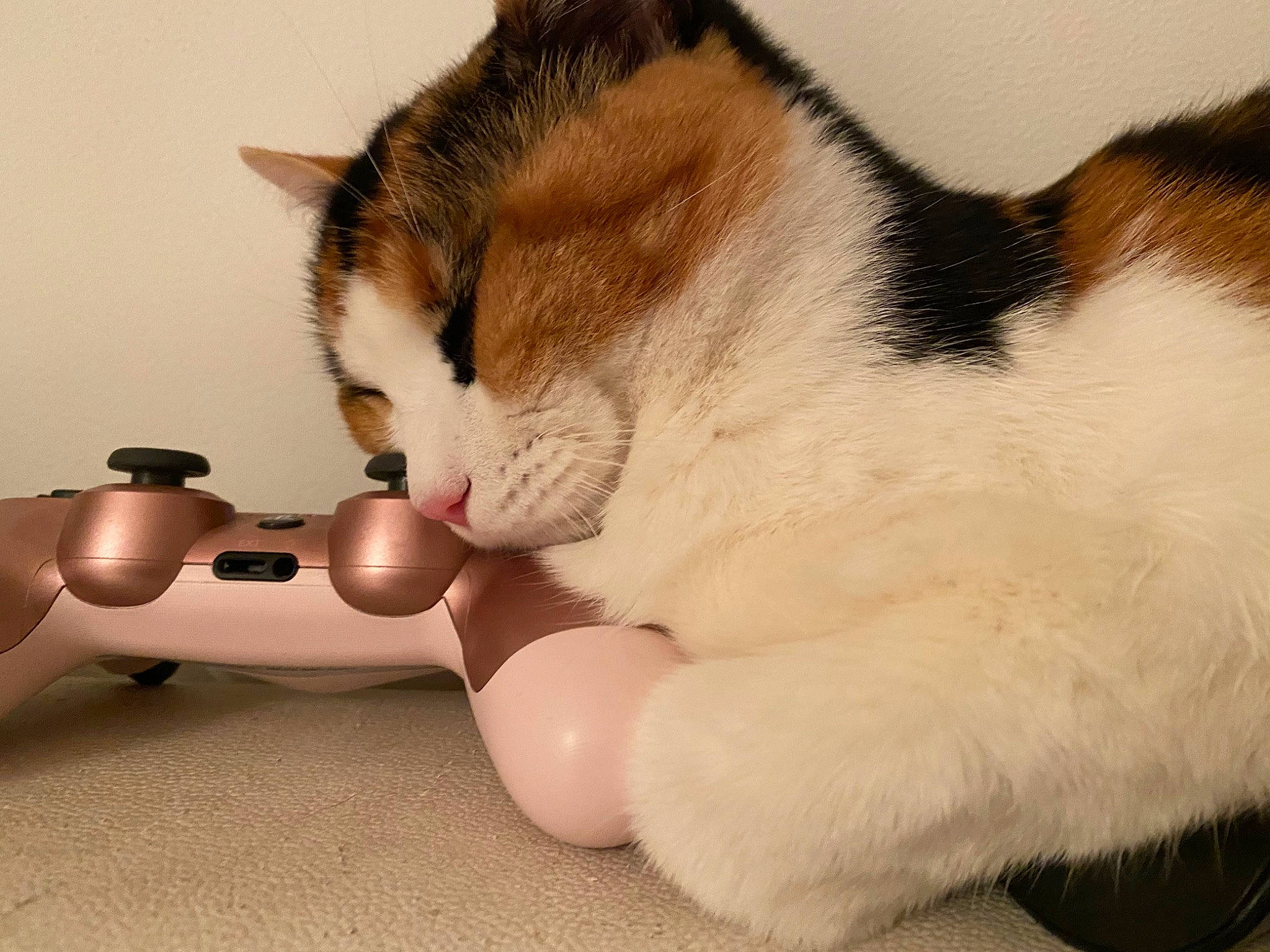Rhea a rejoint le concours — aidez-le/la à gagner de superbes lots ! carnivore, cat, claw, comfort, domestic_short_haired_cat, felidae, foot, fur, game_controller, input_device, paw, small_to_medium_sized_cats, snout, tail, toy, video_game_console, whiskers