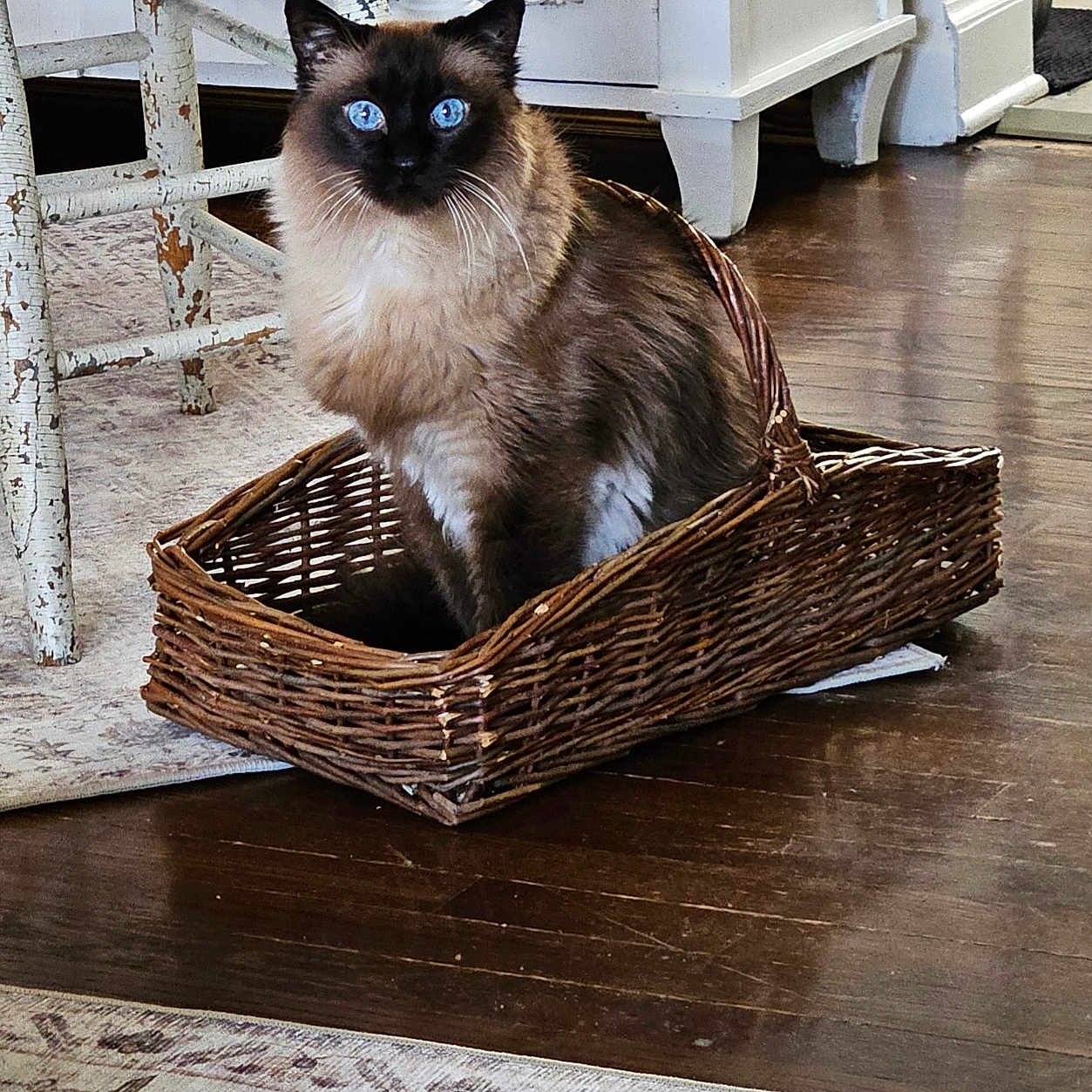 Rambo joined the competition — help win amazing prizes! animal, basket, blue_eyes, cat, chair, cozy, curious, cute, domestic_cat, ears, fluffy, furniture, home, indoor, pet, rug, siamese_cat, sitting, whiskers, wooden_floor