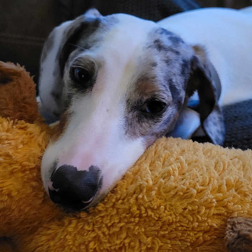 Frankie