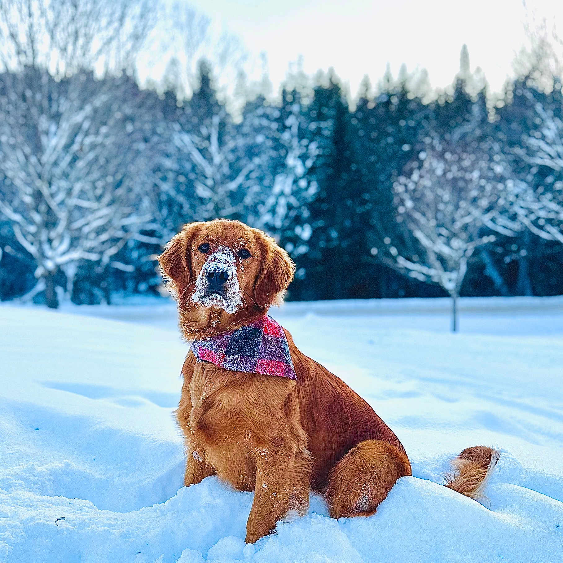Marley is registered to the contest to win money with this photo: accessories, animal, blizzard, canine, cockerspaniel, dog, goldenretriever, hound, nature, outdoors, person, pet, puppy, scenery, snout, snow, storm, terrier, walkingdog, winter