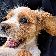 Parker is registered to the contest to win money with this photo: puppy, dog, close_up, whiskers, teeth, playful, happy, young_dog, fur, brown_and_white, animal, pet, cute, expression, mouth_open, eyes, ears, lying_down, background, texture
