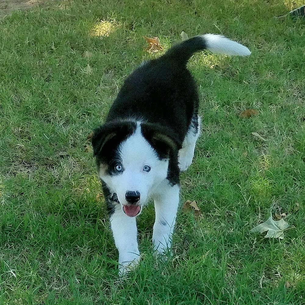 Roxie is registered to the contest to win money with this photo: animal, ball, canine, dog, field, grass, grassland, green, hound, husky, lawn, nature, outdoors, pet, plant, puppy, sport, tennis, tennisball, yard