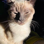 Jasmine is registered to the contest to win money with this photo: cat, siamese_cat, close_up, whiskers, fur, animal, pet, indoor, sunlight, shadow, face, ears, nose, muzzle, expression, relaxed, feline, portrait, cute, domestic_cat