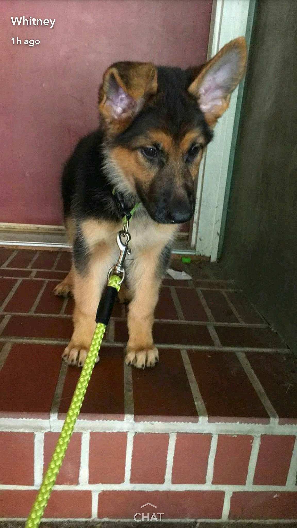 Vic joined the competition — help win amazing prizes! canidae, carnivore, dog, dog_breed, east_european_shepherd, fawn, german_shepherd_dog, king_shepherd, kunming_wolfdog, mammal, old_german_shepherd_dog, puppy, rare_breed_dog, snout, sporting_group, vertebrate, wolfdog, working_dog