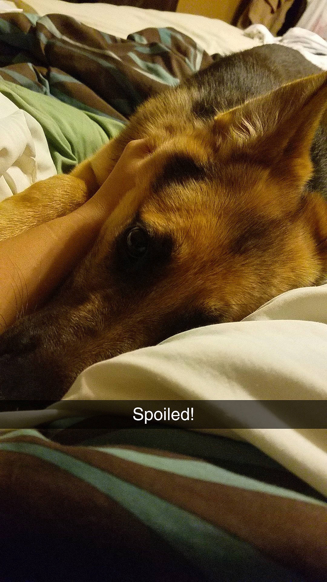 Vic joined the competition — help win amazing prizes! canidae, carnivore, dog, dog_breed, fawn, fur, greyhound, lurcher, snout