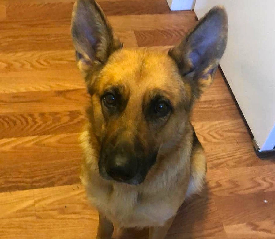 Vic joined the competition — help win amazing prizes! canidae, carnivore, dog, dog_breed, ear, east_european_shepherd, fawn, german_shepherd_dog, king_shepherd, kunming_wolfdog, mammal, norwegian_elkhound, old_german_shepherd_dog, rare_breed_dog, snout, street_dog, vertebrate, whiskers, working_dog