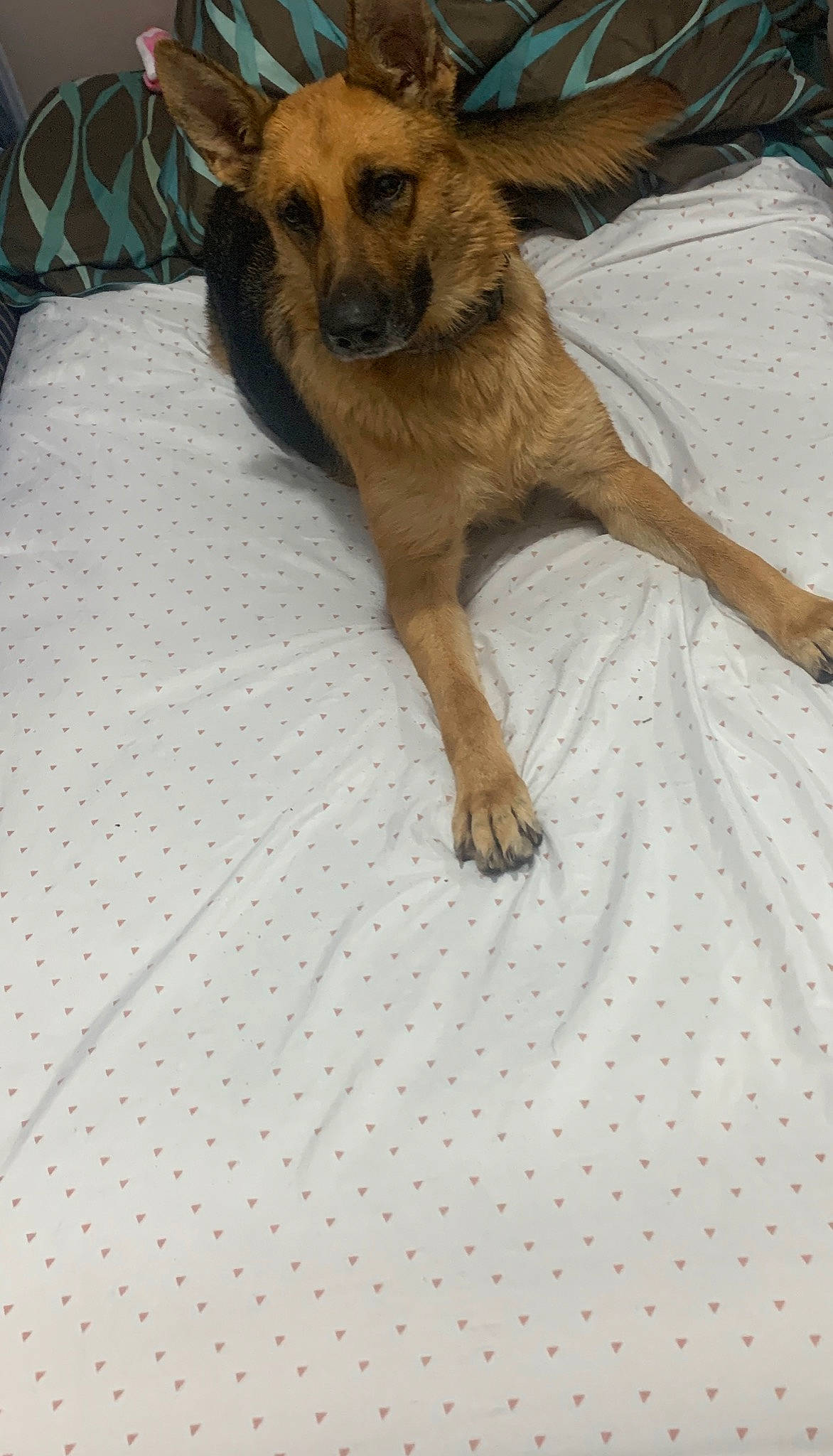 Vic is registered to the contest to win money with this photo: canidae, carnivore, companion_dog, dog, dog_breed, fawn, mammal, puppy, street_dog, vertebrate