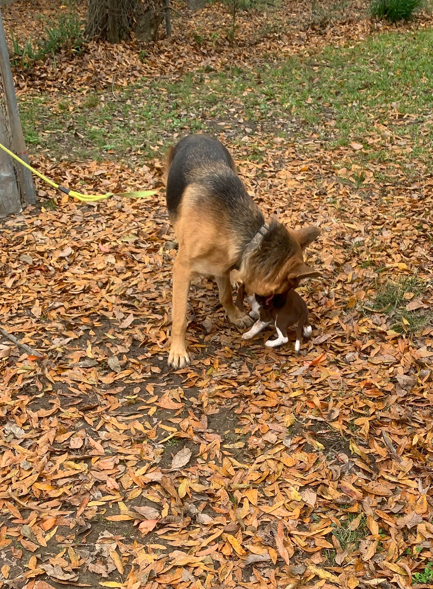 Vic joined the competition — help win amazing prizes! canidae, carnivore, dog, dog_breed, leaf, soil, tail, tree, wildlife