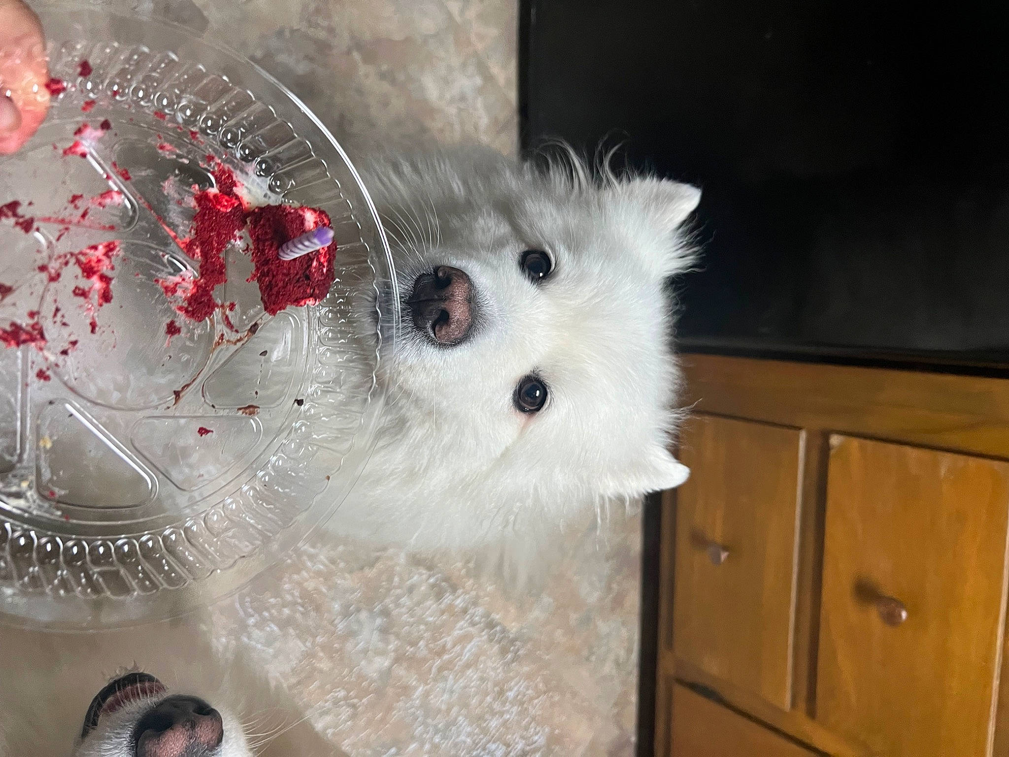 Winnie joined the competition — help win amazing prizes! art, cabinetry, canidae, carnivore, cat, comfort_food, companion_dog, cupboard, dog_breed, drawer, event, fashion_accessory, fawn, felidae, fur, hardwood, room, small_to_medium_sized_cats, tail, whiskers