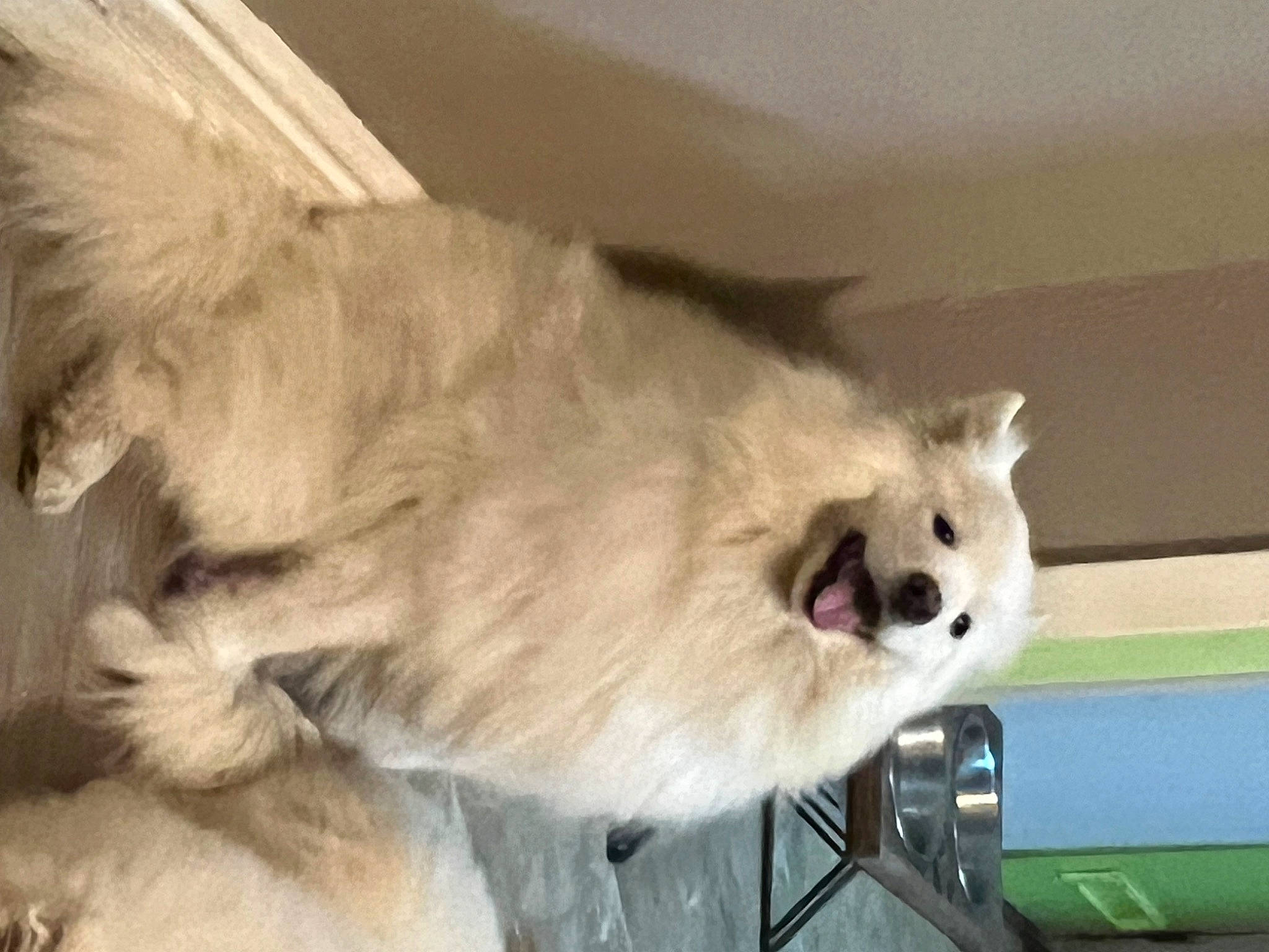 Winnie is registered to the contest to win money with this photo: canidae, carnivore, companion_dog, dog, dog_breed, dog_supply, fawn, fur, german_spitz, german_spitz_klein, german_spitz_mittel, non_sporting_group, snout, spitz, sporting_group, tail, toy_dog, volpino_italiano, whiskers, working_animal