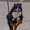 Toggo participe au concours pour gagner de l'argent avec cette photo : dog, bernese_mountain_dog, running, beach, sand, happy, outdoor, animal, pet, canine, fur, black, brown, white, motion, playful, energetic, daytime, nature, parked_cars