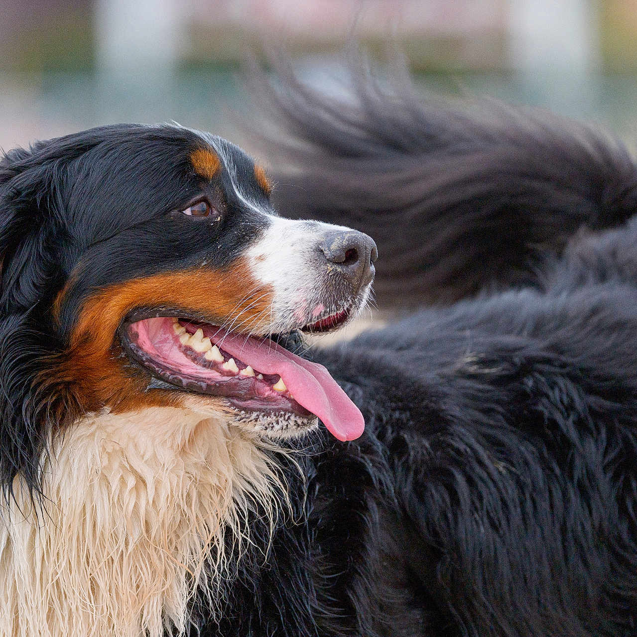 Toggo a rejoint le concours — aidez-le/la à gagner de superbes lots ! dog, bernese_mountain_dog, tongue_out, wet_fur, black_fur, white_fur, brown_fur, happy, outdoor, pet, animal, canine, fluffy_tail, portrait, looking_away, close_up, fur_texture, tongue, side_view, nature