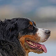 Toggo participe au concours pour gagner de l'argent avec cette photo : dog, bernese_mountain_dog, animal, pet, muzzle, tongue_out, close_up, portrait, fur, outdoor, nature, happy, canine, sand, profile, black_fur, brown_fur, white_fur, tongue, background_blur