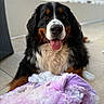 Toggo participe au concours pour gagner de l'argent avec cette photo : bernese_mountain_dog, dog, pet, animal, tongue_out, fluffy, black_fur, brown_fur, white_fur, outdoor, patio, blanket, plush, fur, happy, smiling, close_up, portrait, friendly, domestic_animal