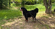 Toggo a rejoint le concours — aidez-le/la à gagner de superbes lots ! dog, bernese_mountain_dog, leash, outdoor, grass, trees, sunlight, nature, pet, canine, animal, park, greenery, daylight, fur, mammal, standing, happy, tongue_out, summer