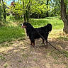 dog, bernese_mountain_dog, leash, outdoor, grass, trees, sunlight, nature, pet, canine, animal, park, greenery, daylight, fur, mammal, standing, happy, tongue_out, summer