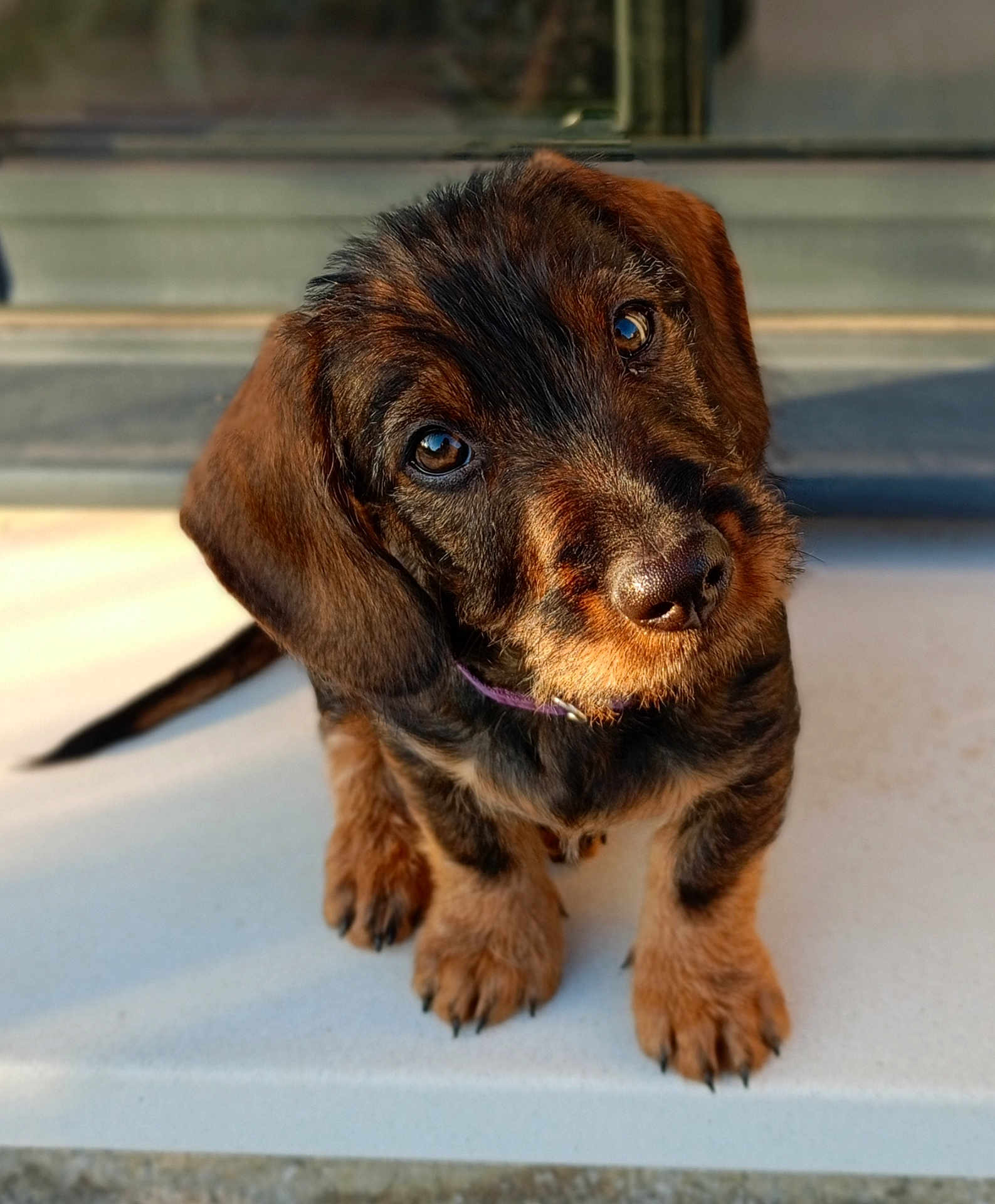 Austin participe au concours pour gagner de l'argent avec cette photo : puppy, dog, pet, animal, cute, fur, ears, eyes, nose, paws, collar, portrait, closeup, young, brown, black, sitting, curious, indoor, adorable