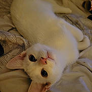 Opie joined the competition — help win amazing prizes! animal, bed, blanket, cat, cozy, cute, domestic, ears, eyes, feline, fur, indoor, lying_down, nose, pet, relaxed, sleepy, soft, whiskers, white_cat