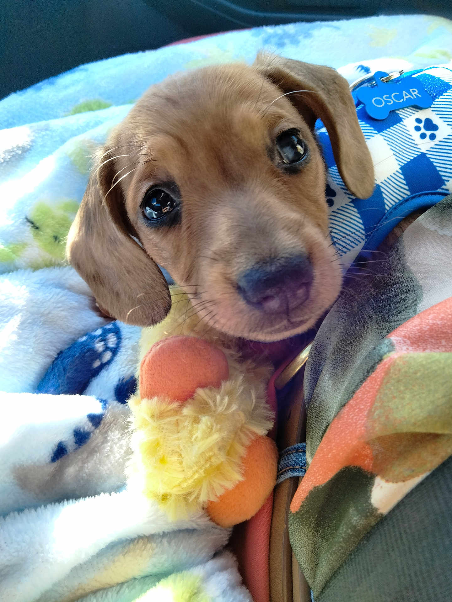 Oscar joined the competition — help win amazing prizes! puppy, dog, close_up, blanket, toy, cute, pet, animal, snuggling, soft, brown, fur, ears, nose, indoor, warm, cozy, sleepy, playful, young