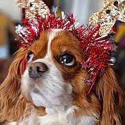 Daisy is registered to the contest to win money with this photo: dog, pet, antlers, tinsel, red, brown, white, fur, cute, indoor, holiday, christmas, decorations, closeup, animal, ears, face, expression, soft, blurred_background
