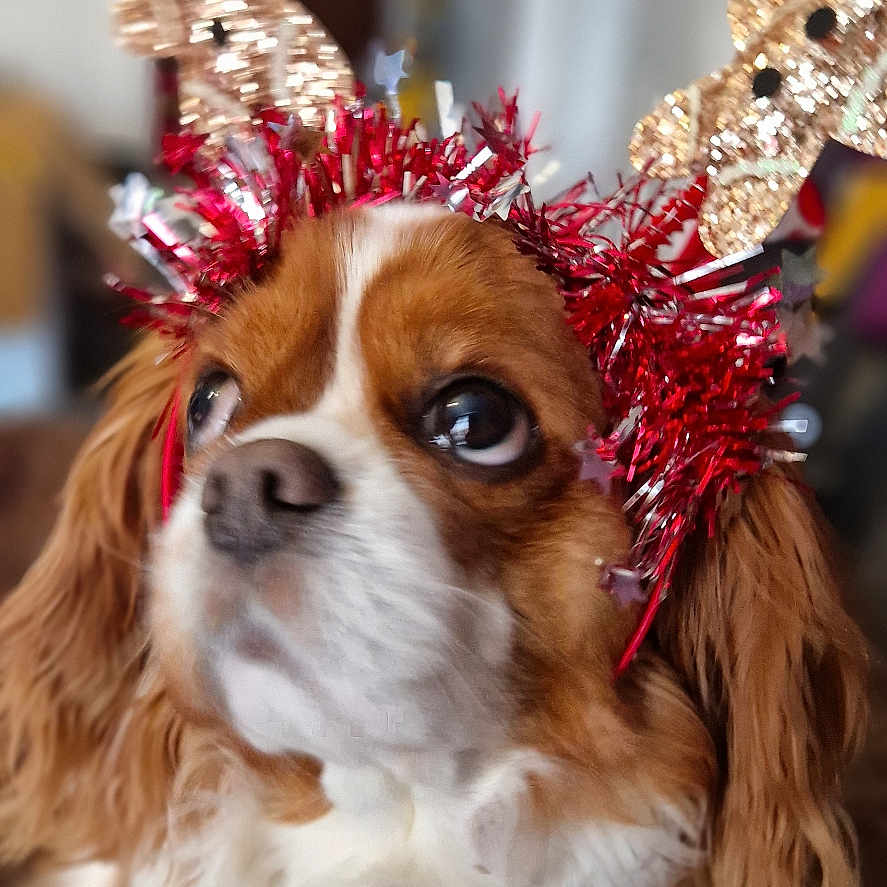 Daisy is registered to the contest to win money with this photo: animal, antlers, blurred_background, brown, christmas, closeup, cute, decorations, dog, ears, expression, face, fur, holiday, indoor, pet, red, soft, tinsel, white