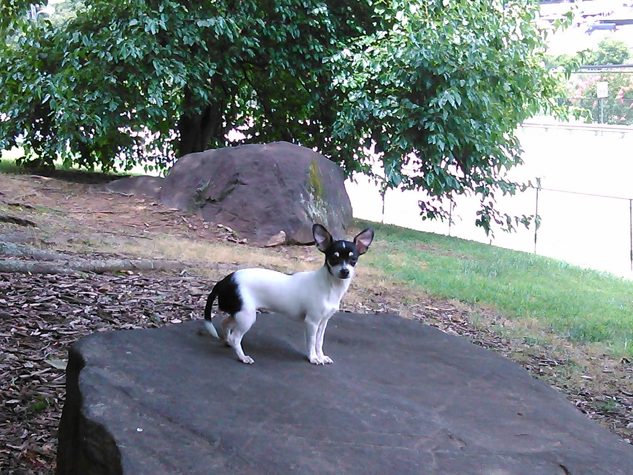 Moomoo is registered to the contest to win money with this photo: carnivore, collar, companion_dog, dog, dog_breed, fawn, fence, goats, grass, landscape, plant, road, road_surface, snout, sporting_group, tail, terrestrial_animal, tree, water, working_animal