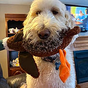 Miss Bella is registered to the contest to win money with this photo: animal, brown_plush, close_up, curly_fur, dog, duck_costume, fluffy, funny, furniture, home, indoors, living_room, orange_feet, pet, portrait, sitting, stuffed_toy, television, warm_lighting, white_dog