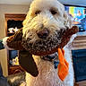 animal, brown_plush, close_up, curly_fur, dog, duck_costume, fluffy, funny, furniture, home, indoors, living_room, orange_feet, pet, portrait, sitting, stuffed_toy, television, warm_lighting, white_dog