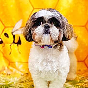 Louis joined the competition — help win amazing prizes! dog, fluffy, small_dog, pet, animal, cute, honeycomb_background, bee_cartoon, yellow, brown, white, collar, portrait, standing, indoor, decorative, closeup, furry, adorable, face
