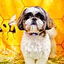 dog, fluffy, small_dog, pet, animal, cute, honeycomb_background, bee_cartoon, yellow, brown, white, collar, portrait, standing, indoor, decorative, closeup, furry, adorable, face