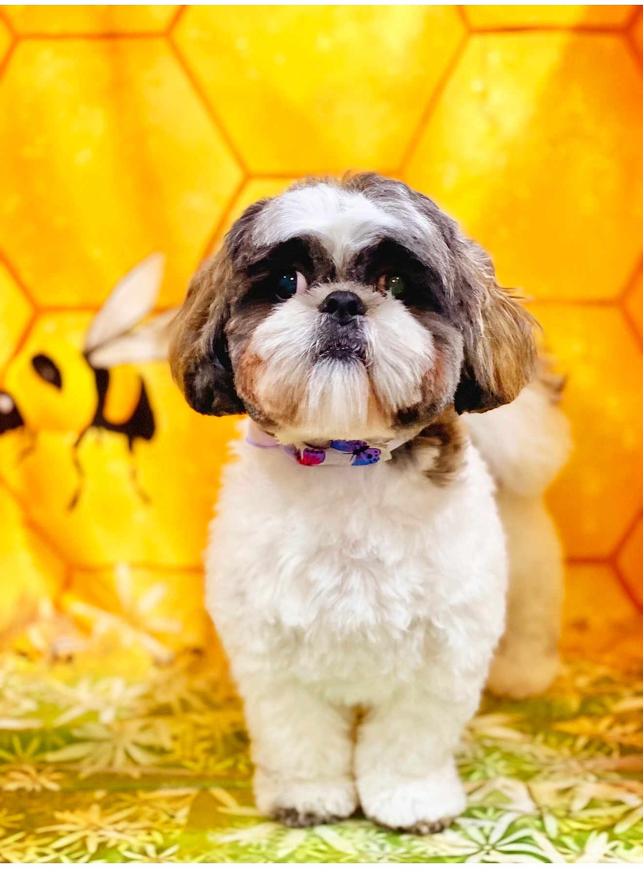Louis joined the competition — help win amazing prizes! dog, fluffy, small_dog, pet, animal, cute, honeycomb_background, bee_cartoon, yellow, brown, white, collar, portrait, standing, indoor, decorative, closeup, furry, adorable, face