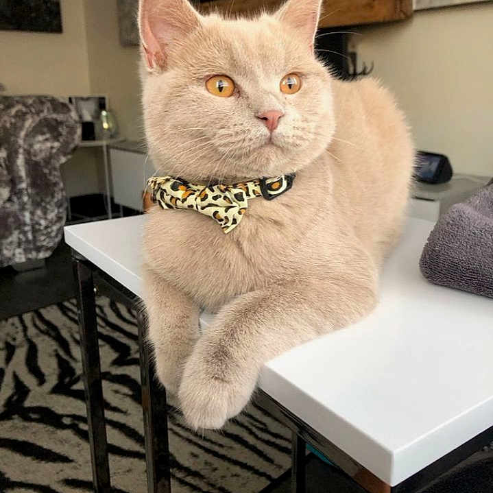 Luna joined the competition — help win amazing prizes! abyssinian, accessories, animal, cat, collar, cushion, desk, formalwear, furniture, homedecor, indoors, interiordesign, jewelry, kitten, necklace, person, pet, table, text, tie