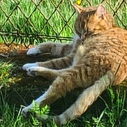 Roudoudou a rejoint le concours — aidez-le/la à gagner de superbes lots ! carnivore, cat, domestic_short_haired_cat, fawn, felidae, fence, fur, grass, grass_family, grassland, groundcover, lynx, mesh, plant, small_to_medium_sized_cats, snout, tail, terrestrial_animal, whiskers, wire_fencing