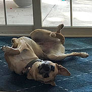 Sienna joined the competition — help win amazing prizes! animal, bulldog, canine, cat, dog, door, hound, indoors, interiordesign, jar, person, pet, plant, planter, pottedplant, pottery, puppy, sleeping, vase, window