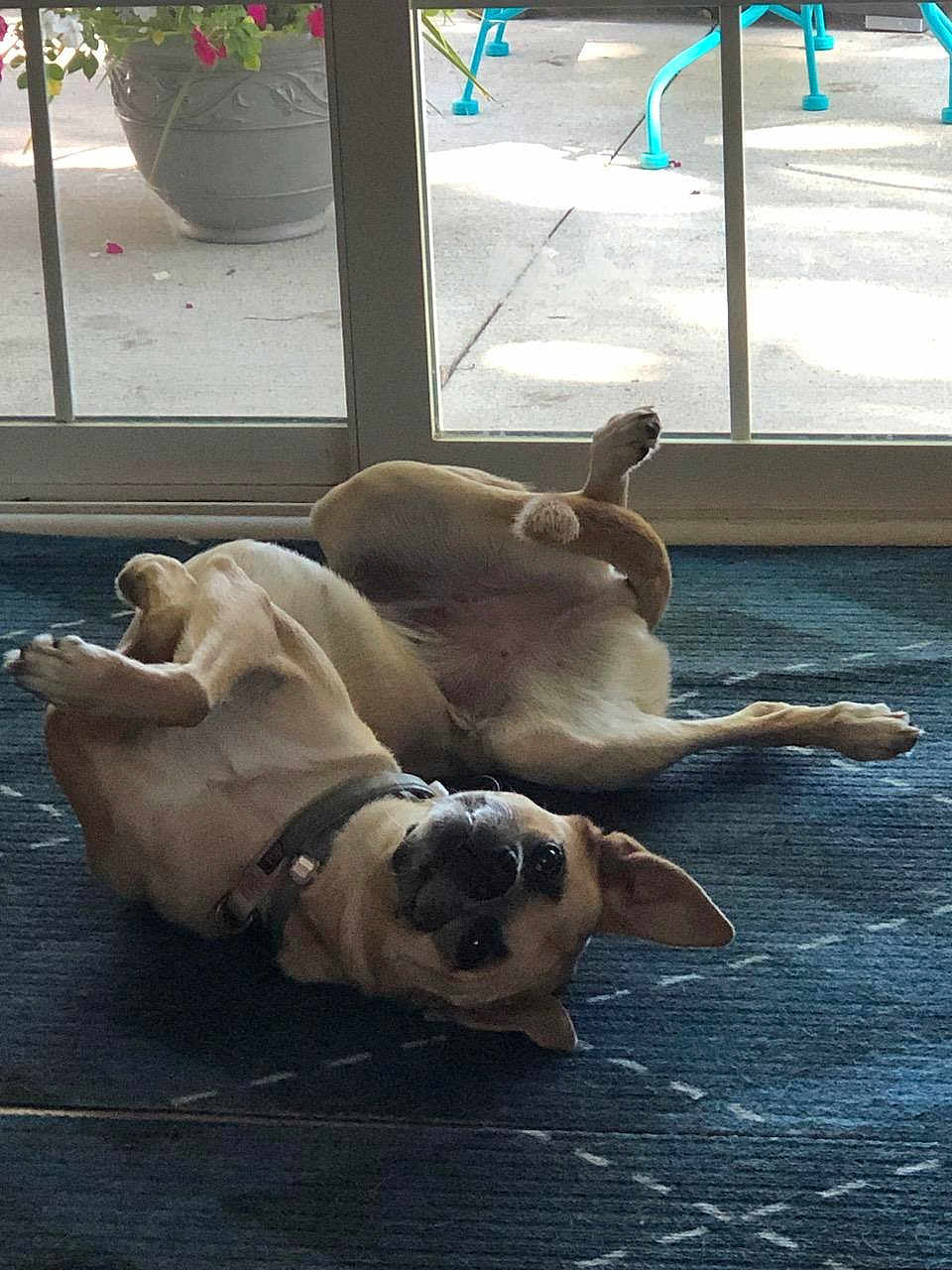 Sienna joined the competition — help win amazing prizes! animal, bulldog, canine, cat, dog, door, hound, indoors, interiordesign, jar, person, pet, plant, planter, pottedplant, pottery, puppy, sleeping, vase, window