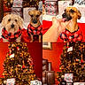 dog, christmas_tree, holiday, presents, red_sweater, pet, festive, decorations, indoor, cute, playful, canine, celebration, christmas, gift_wrap, christmas_lights, floor, fur, animal, seasonal