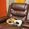 dog, sleeping, brown_leather_chair, recliner, indoor, curtains, orange_wall, remote_control, cozy, resting, pet, animal, two_dogs, couch, furniture, relaxing, nap, domestic, companion, cute