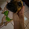 dog, bowtie, green_bowtie, hand, pet, indoor, tile_floor, brown_dog, close_up, blurred, cute, paw, animal, companion, pet_accessory, floor, canine, domestic_animal, friendly, portrait