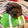 Goofy is registered to the contest to win money with this photo: dog, blanket, plush_toy, green, gray, indoor, pet, cute, cozy, resting, fur, snuggling, soft_texture, home, comfort, toy, closeup, animal, sleepy, relaxed