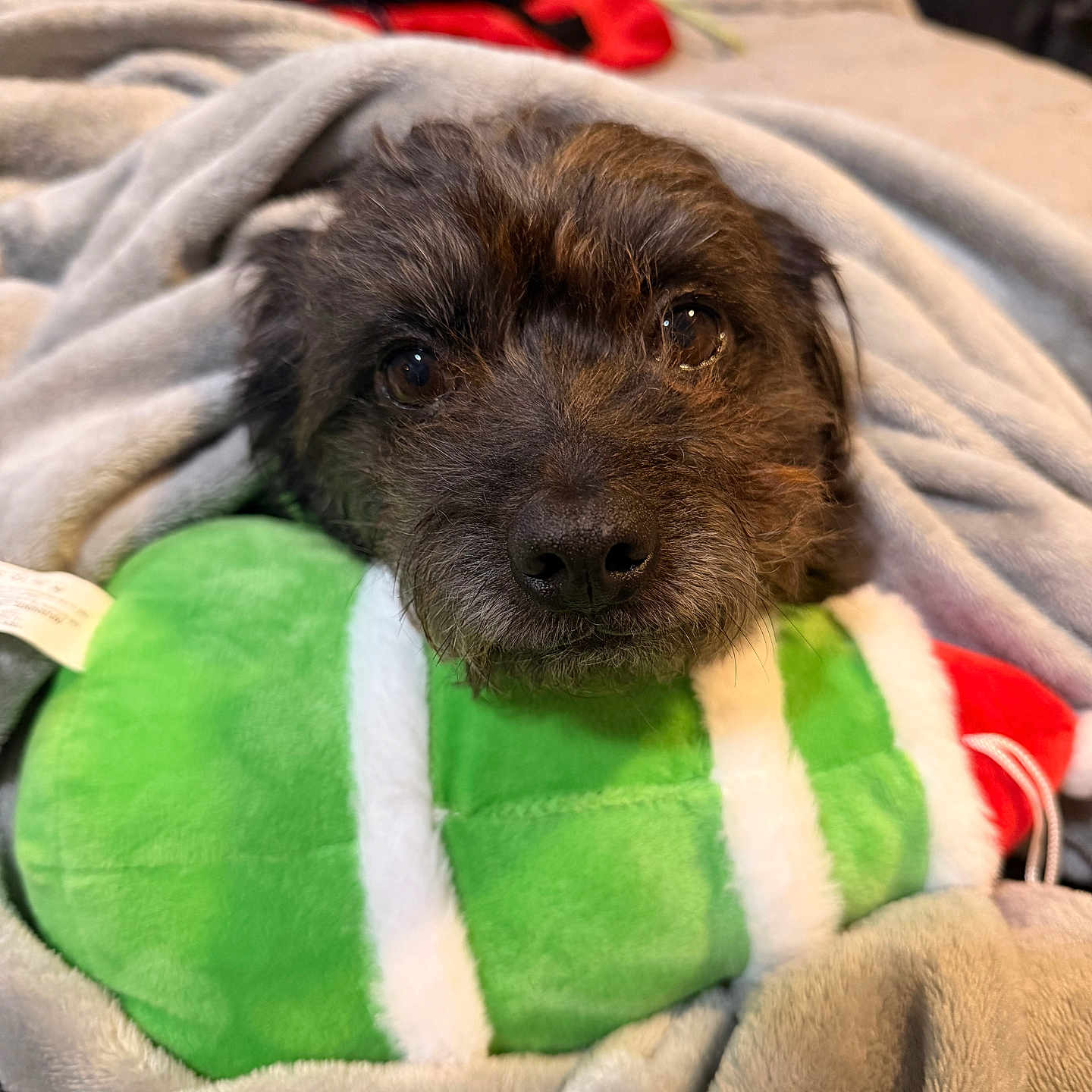 Goofy is registered to the contest to win money with this photo: dog, blanket, plush_toy, green, gray, indoor, pet, cute, cozy, resting, fur, snuggling, soft_texture, home, comfort, toy, closeup, animal, sleepy, relaxed