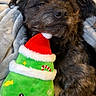Goofy is registered to the contest to win money with this photo: dog, black_dog, plush_toy, christmas_tree, holiday, toy, blanket, cozy, sleepy, cute, pet, indoor, soft, fur, snuggling, resting, christmas_hat, decorative, relaxed, companion