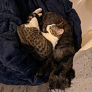 Nenita is registered to the contest to win money with this photo: cat, dog, blanket, couch, snuggling, pet, furry, sleeping, cozy, indoor, companion, animal, resting, friendship, soft, domestic, fur, relaxing, comfort, home