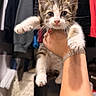 Nenita is registered to the contest to win money with this photo: kitten, cat, pet, animal, hand, bracelet, feline, indoor, cute, young, fur, whiskers, clothing, closet, holding, curious, small, domestic_animal, paw, portrait