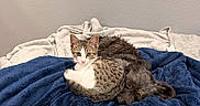 Nenita joined the competition — help win amazing prizes! animal, bed, blanket, blue_blanket, cat, companions, cozy, curled_up, cute, dog, friendship, fur, indoor, kitten, pets, relaxing, resting, small_dog, snuggling, tabby_cat