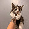 Nenita joined the competition — help win amazing prizes! animal, bracelet, cat, closeup, cute, domestic, feline, fur, hand, holding, indoor, kitten, looking, mammal, paws, pet, portrait, small, whiskers, young