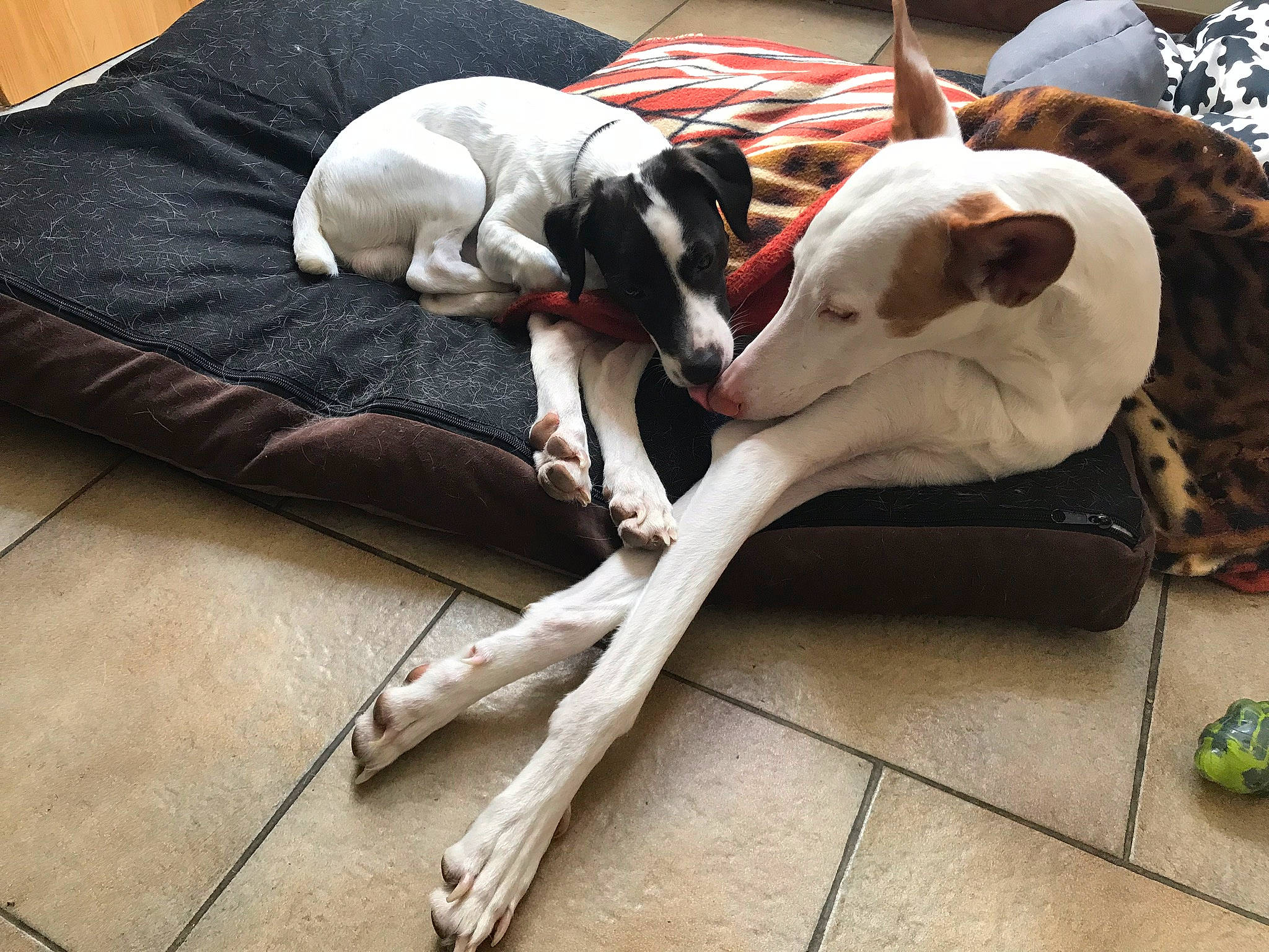 Mishka participe au concours pour gagner de l'argent avec cette photo : canidae, carnivore, companion_dog, dog, dog_breed, floor, galgo_espanol, greyhound, hunting_dog, ibizan_hound, lurcher, mammal, mudhol_hound, pointer, rampur_greyhound, sighthound, sloughi, sporting_group, tail, whippet