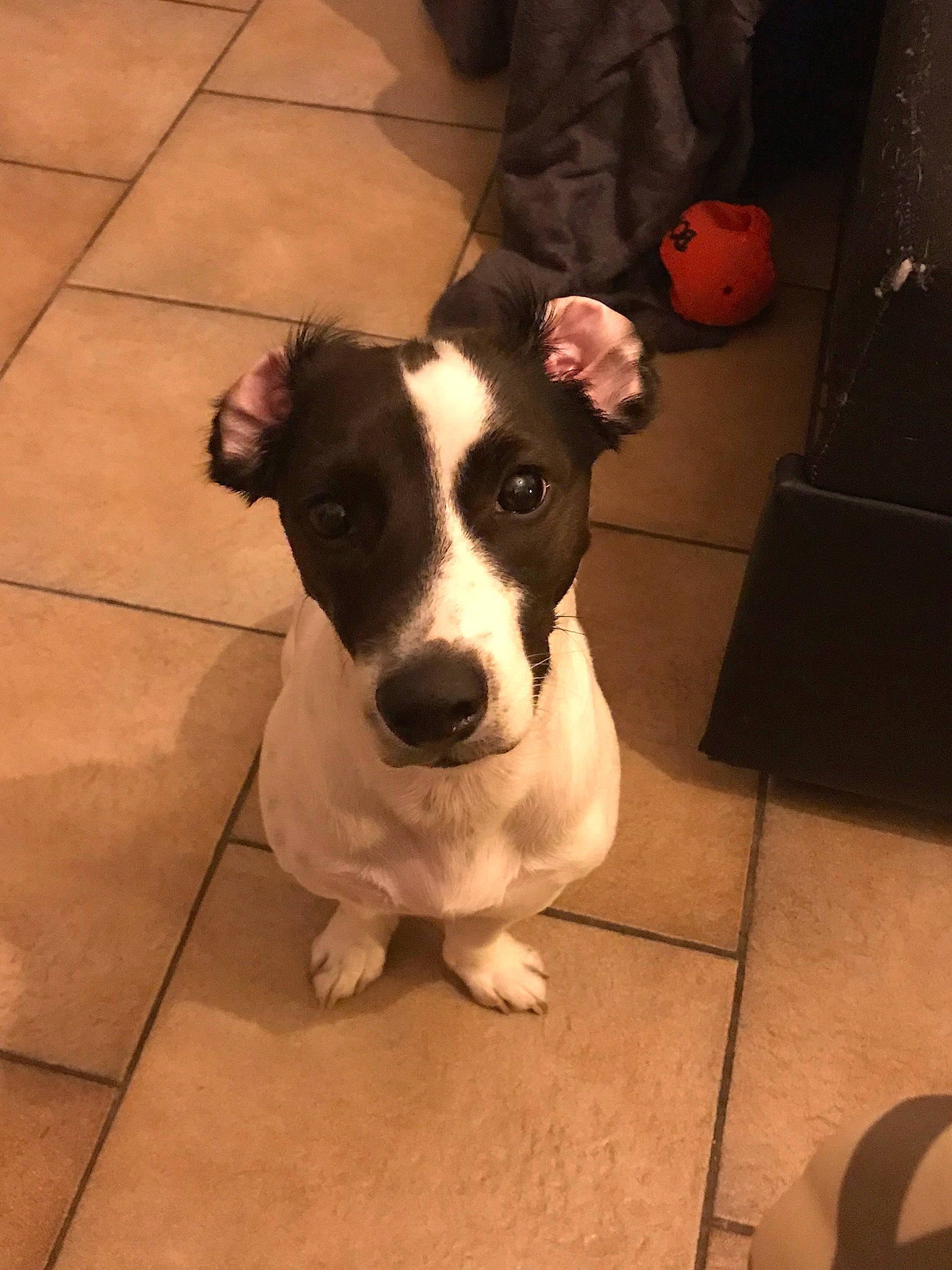 Mishka a rejoint le concours — aidez-le/la à gagner de superbes lots ! canidae, carnivore, chilean_fox_terrier, companion_dog, danish_swedish_farmdog, dog, dog_breed, fawn, feist, fox_terrier, jack_russell_terrier, mammal, miniature_fox_terrier, rare_breed_dog, ratonero_bodeguero_andaluz, smooth_fox_terrier, snout, sporting_group, teddy_roosevelt_terrier, vertebrate