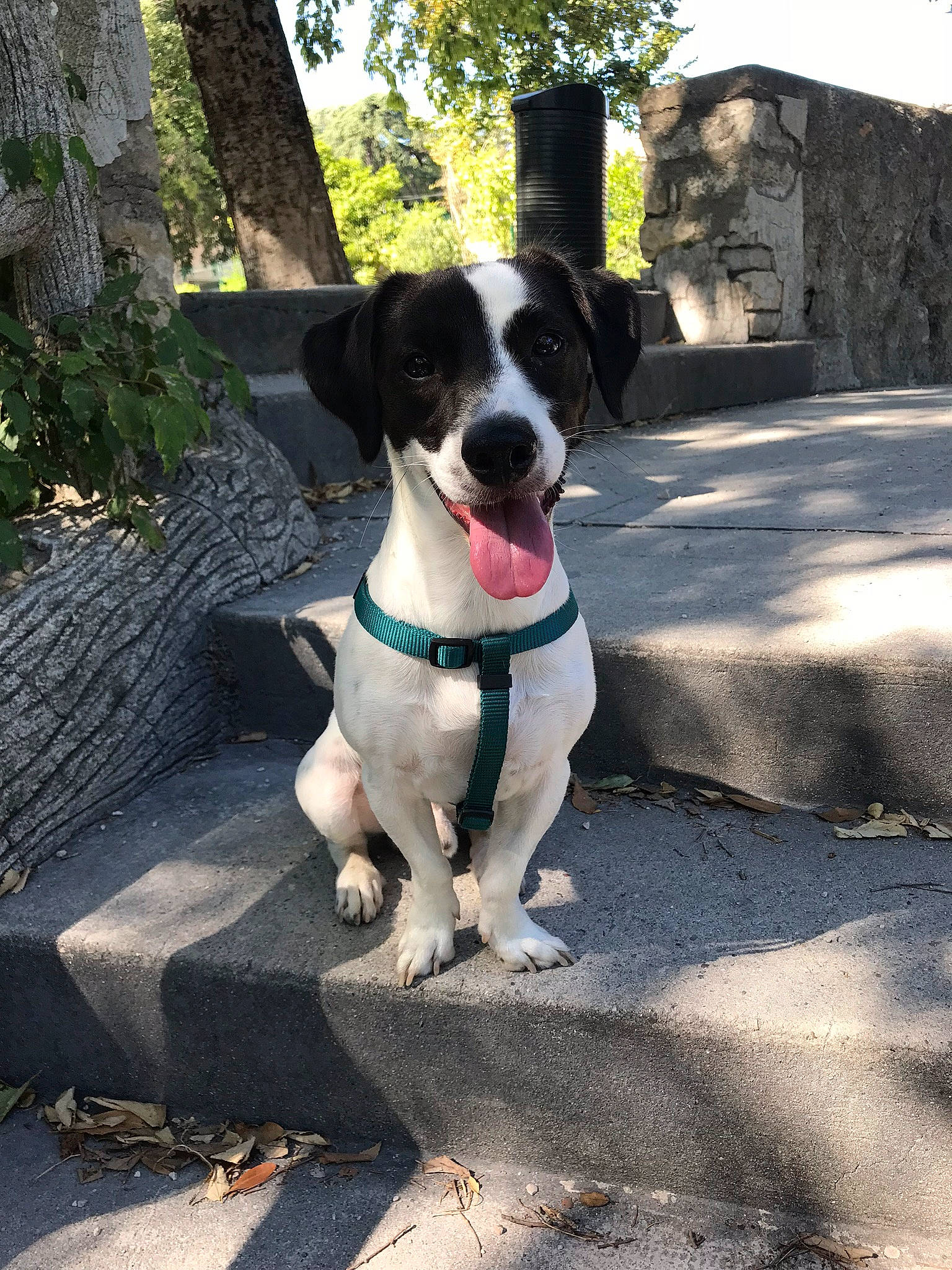 Mishka participe au concours pour gagner de l'argent avec cette photo : adventure, canidae, carnivore, dog, dog_breed, hunting_dog, mammal, pointer, rare_breed_dog, sporting_group, street_dog, vertebrate