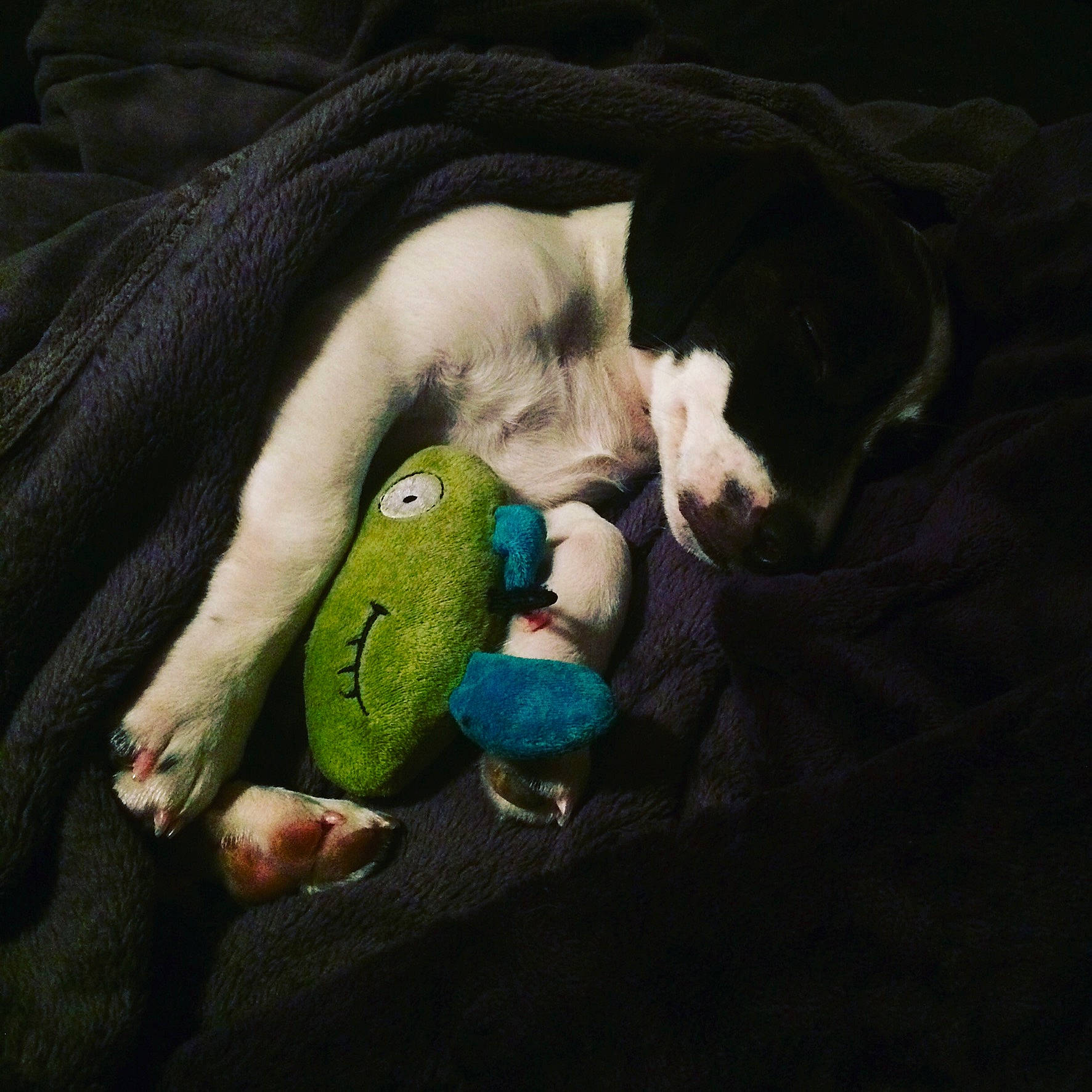 Mishka a rejoint le concours — aidez-le/la à gagner de superbes lots ! boston_terrier, canidae, carnivore, cat, felidae, green, guard_dog, hand, nap, non_sporting_group, puppy, sleep, small_to_medium_sized_cats, sphynx, stuffed_toy